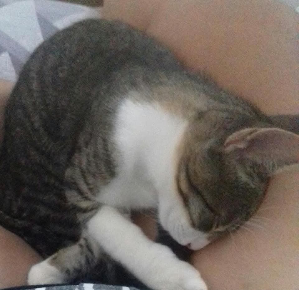 Cuidadora de pets (gatos/cachorros) em Penápolis | Agilpass