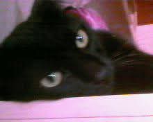 Cuidadora de pets (gatos/cachorros)